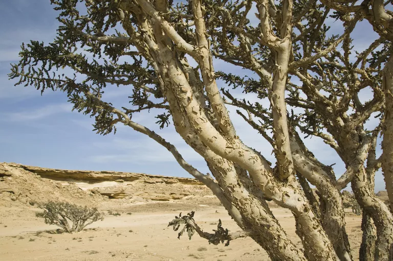 Boswellia tree