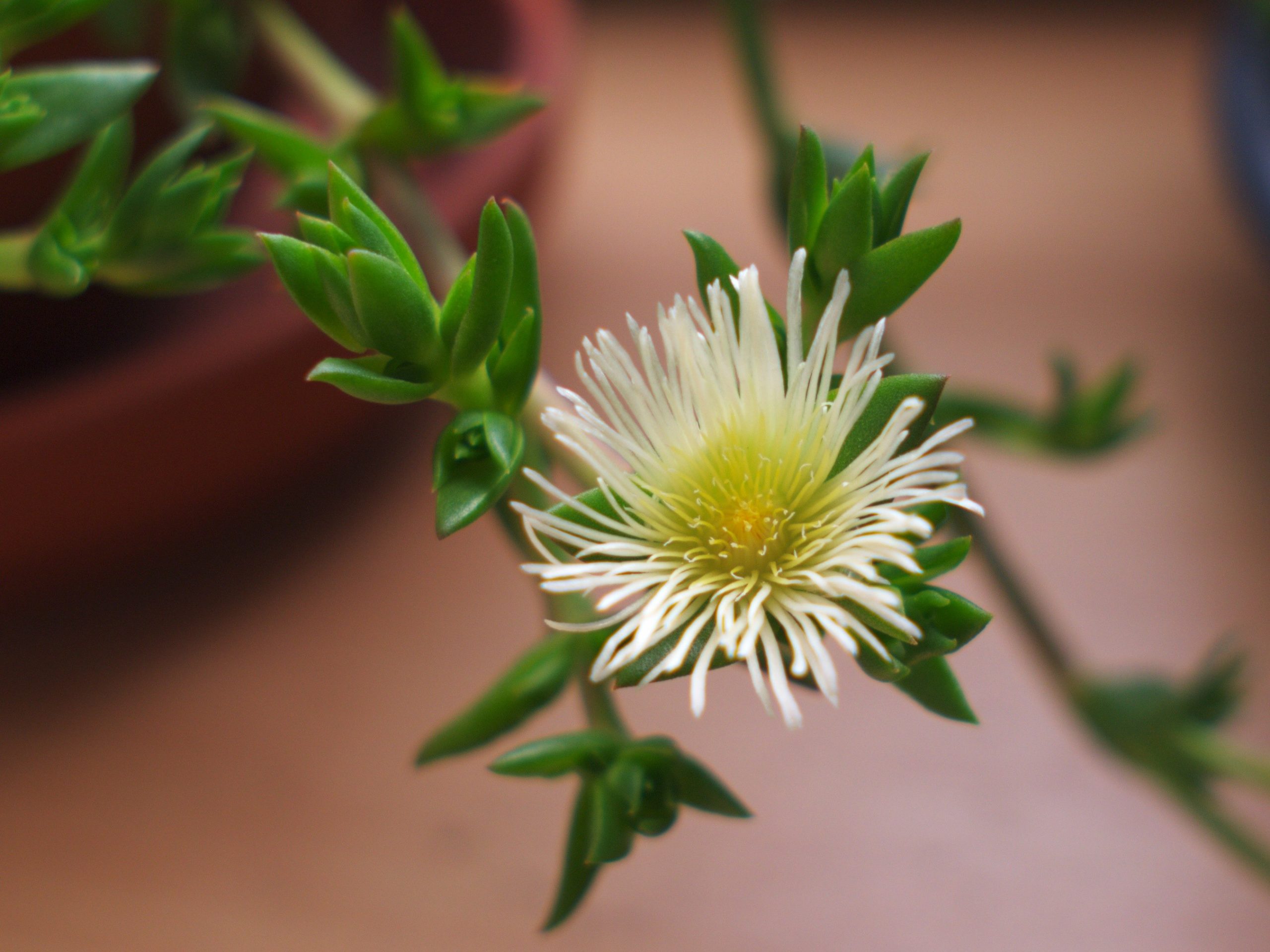 The History and Uses Behind Kanna — A Beneficial Herb