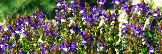 Scutellaria_baicalensis
