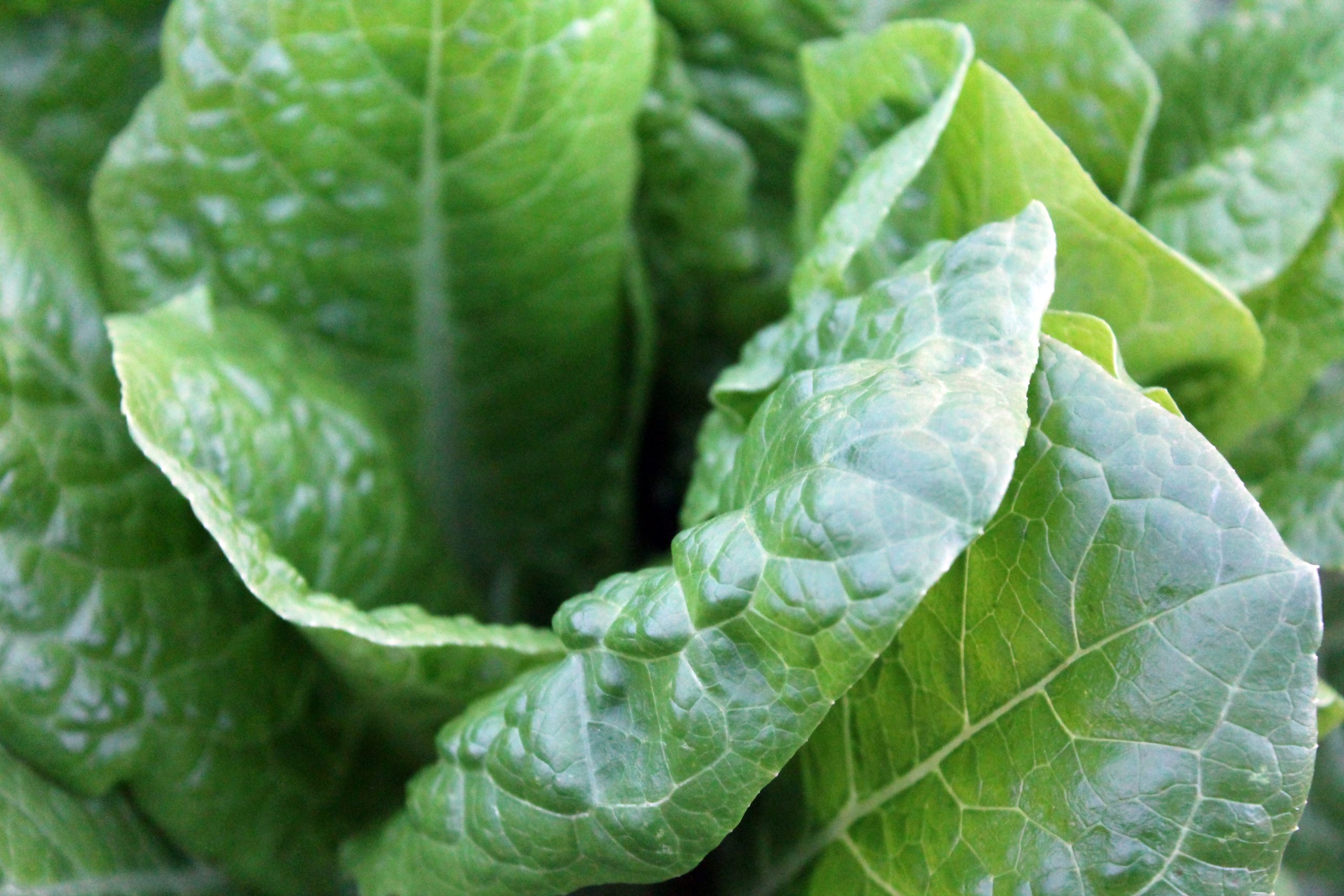 Everything You Need to Know About Betaine