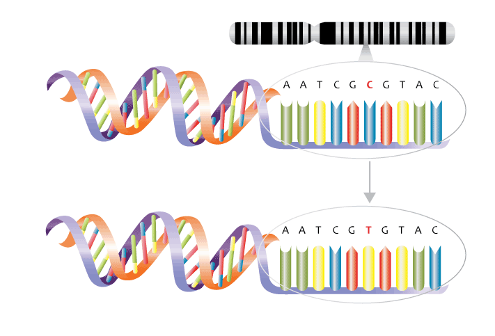 Natural Anti-Aging Breakthrough – Genetics and Nutrition Hold The Key