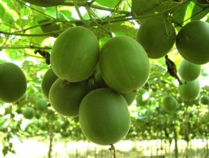 Erythritol alternative monk fruit