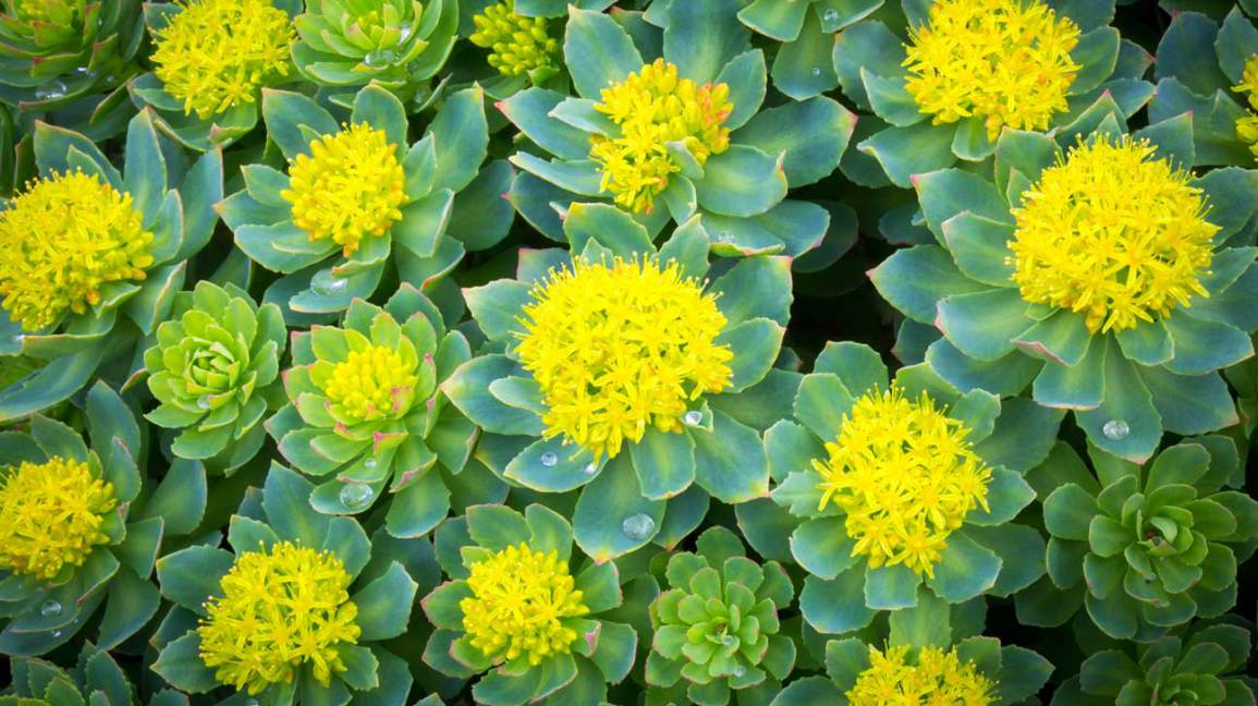 How to Combat Stress with Rhodiola