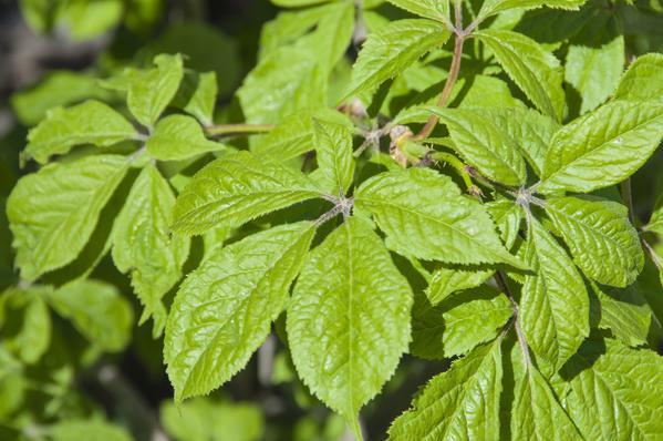 6 Benefits of Siberian Ginseng + How to Use It