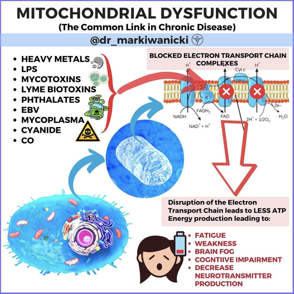The Common Link in Chronic Disease : Mitochondrial Dysfunction