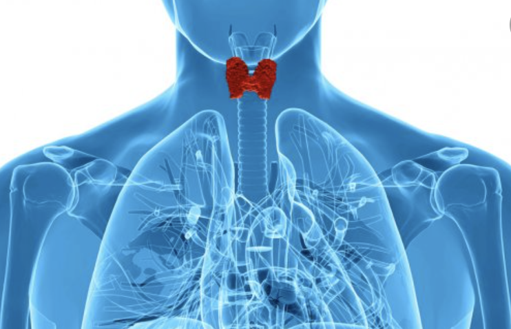 The Link Between Menopause and Thyroid Medication
